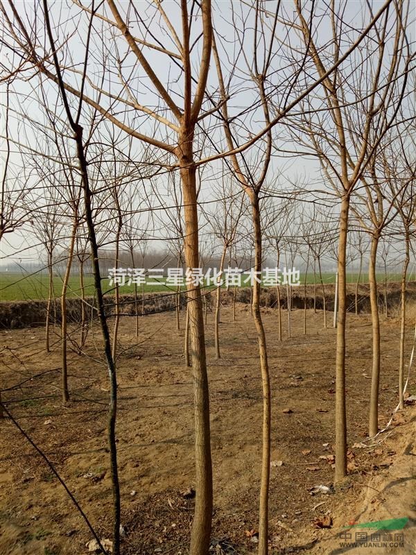 8公分國槐價(jià)格表，山東國槐價(jià)格一覽表