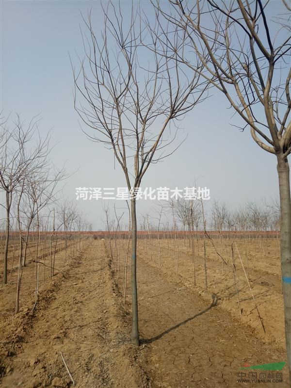 一棵10公分國槐多少錢
