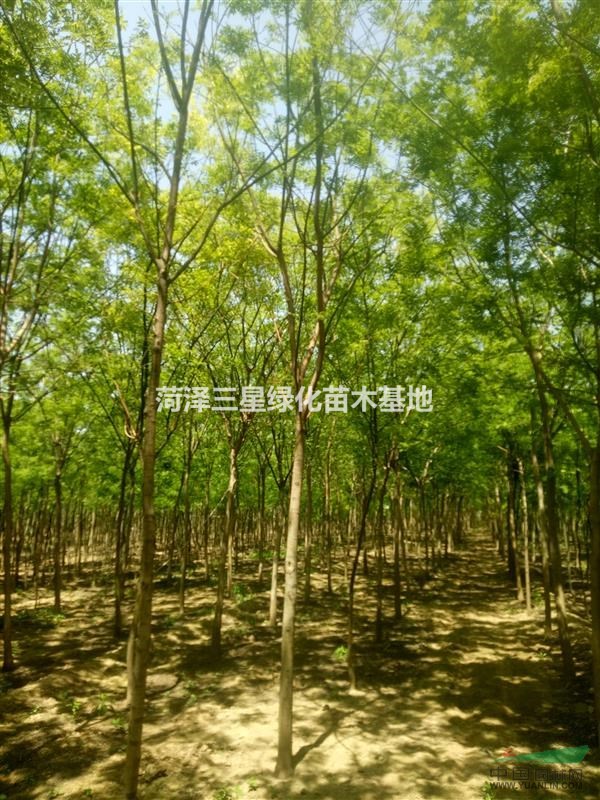 一棵10公分國槐多少錢