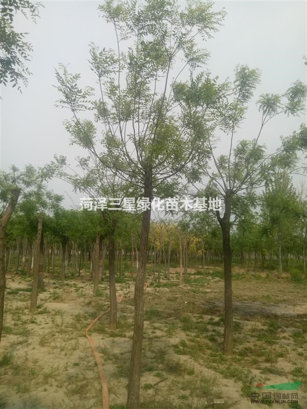 二年國槐價格，12公分二年冒國槐價格