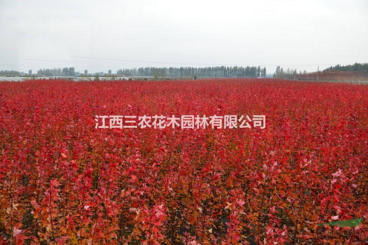 美國紅楓基地品種區(qū)別 正宗美國紅楓批發(fā)