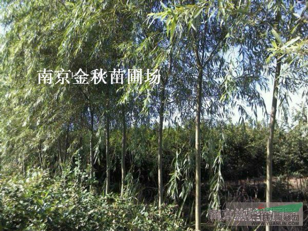 12公分垂柳價格