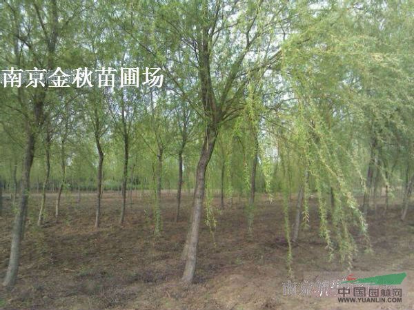 12公分垂柳價格