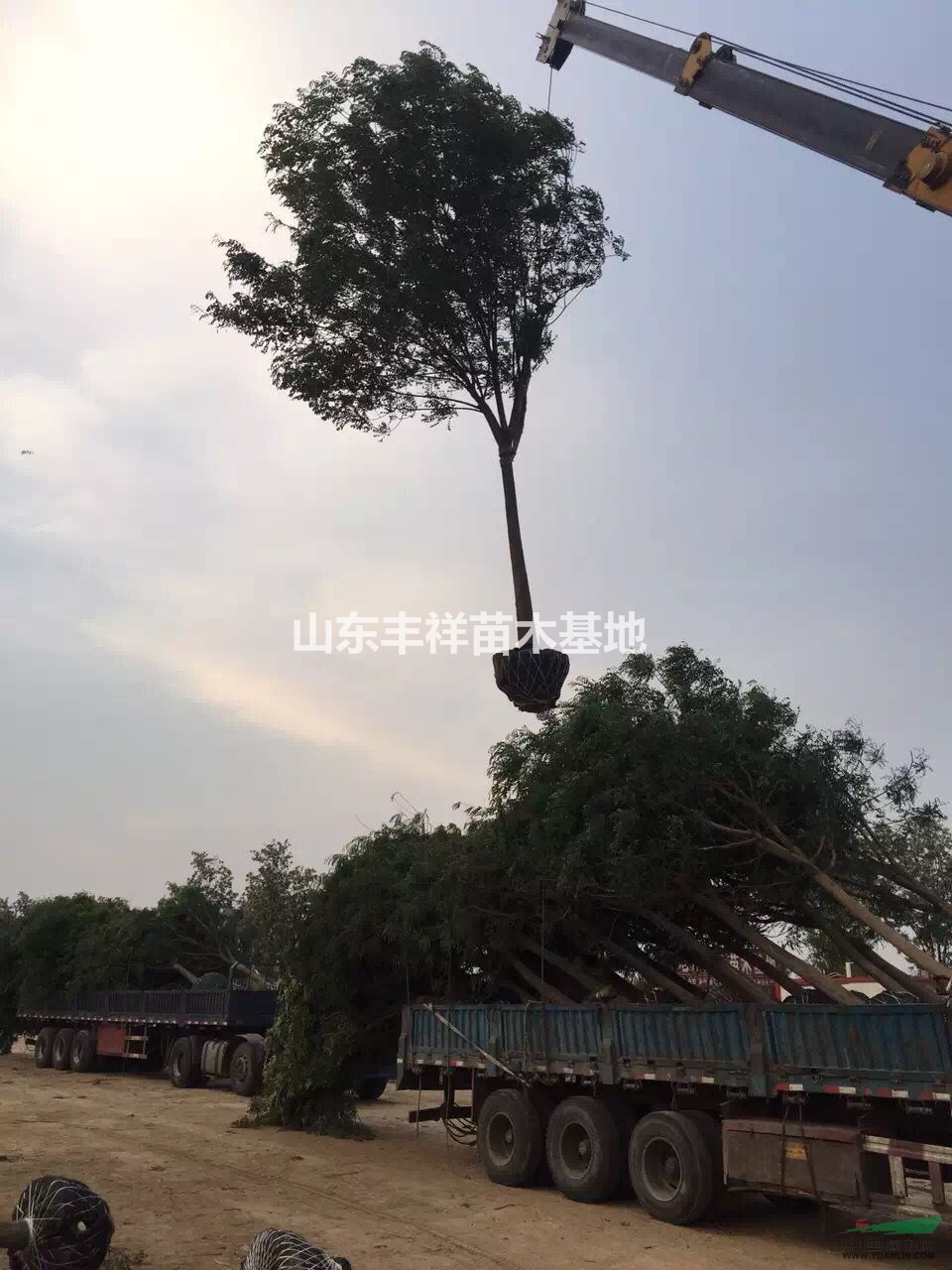 12-20公分老式國(guó)槐種植基地