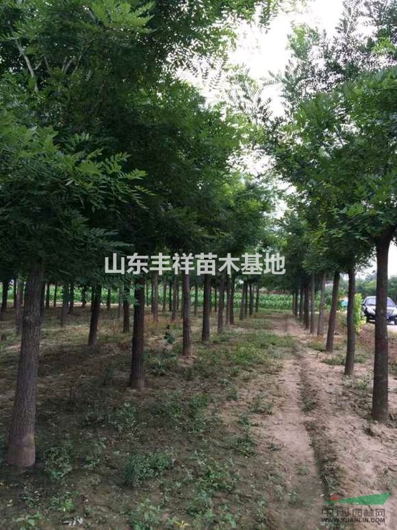 12-20公分老式國(guó)槐種植基地