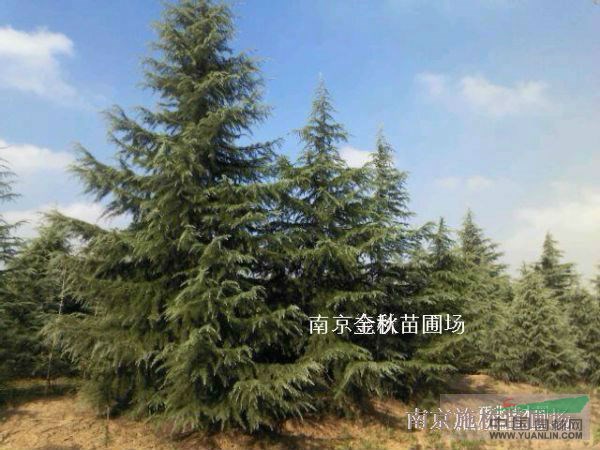 南京雪松4米/6米高要多少錢