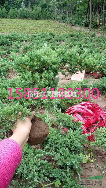 25公分枝長鋪地柏價格，江蘇鋪地柏價格報價