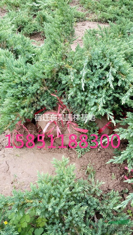 30公分枝長(zhǎng)鋪地柏價(jià)格，江蘇30枝長(zhǎng)沙地柏價(jià)格