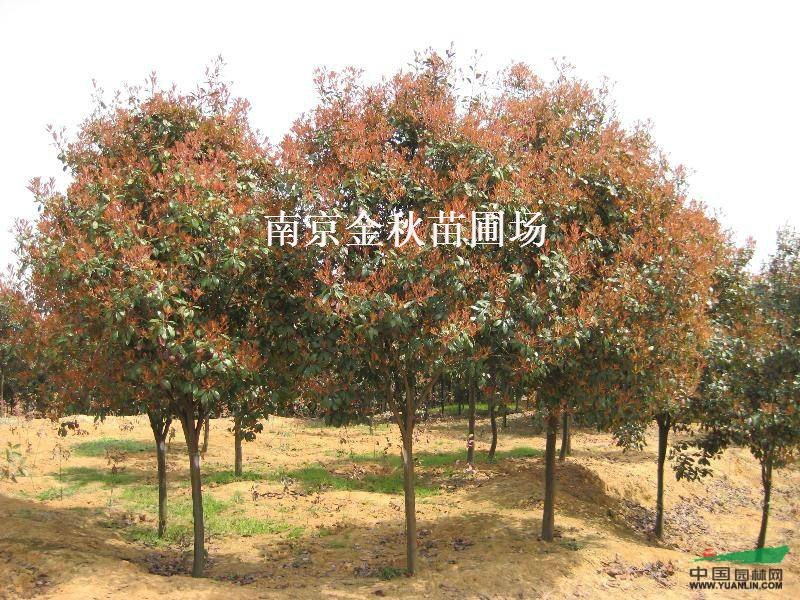8公分10公分紅葉石楠價(jià)格