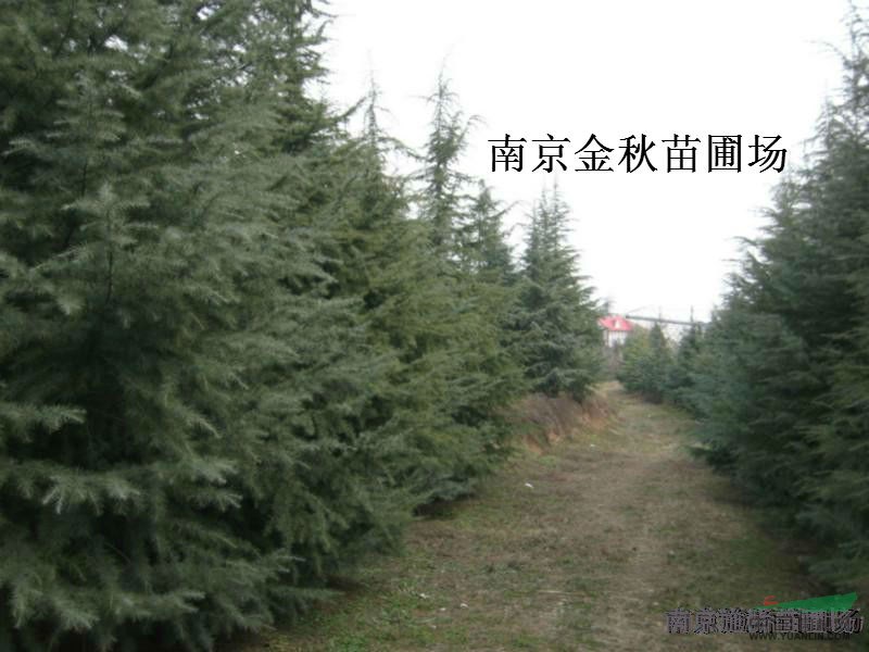 5米、6米雪松價(jià)格