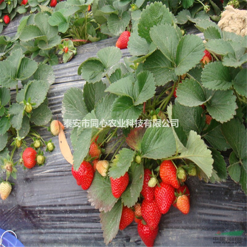 山東脫毒草莓苗基地 脫毒草莓苗價(jià)格