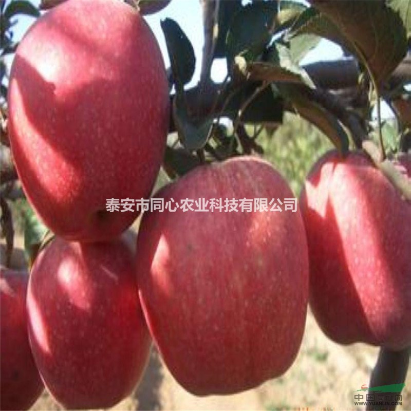 甜柿樹苗 紅肉蘋果苗 大紅袍花椒苗 泰山紅油香椿苗