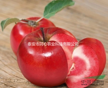甜柿樹苗 紅肉蘋果苗 大紅袍花椒苗 泰山紅油香椿苗