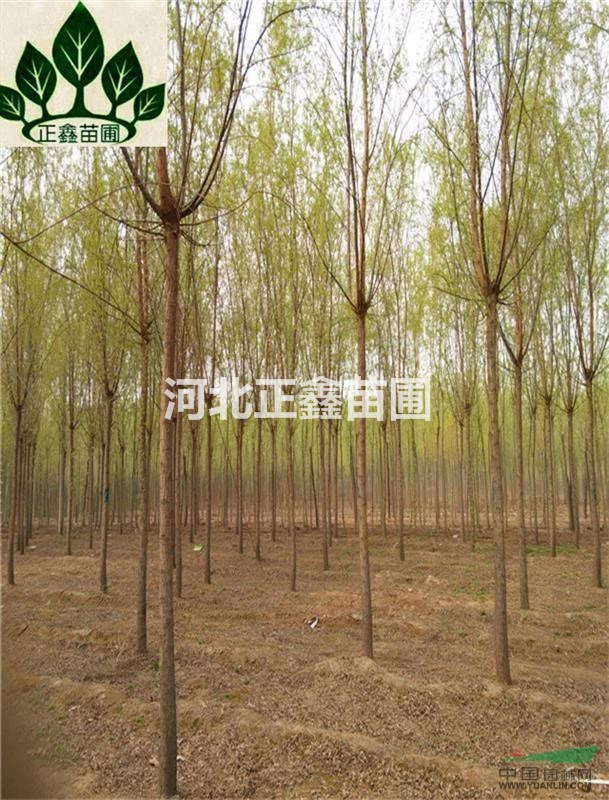 河北供應8cm垂柳 垂柳廠家