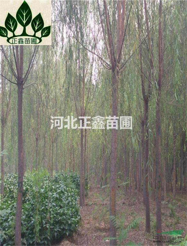 河北供應8cm垂柳 垂柳廠家