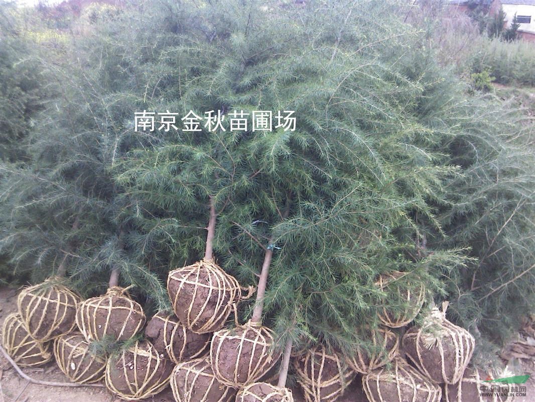 雪松高度1米多少錢