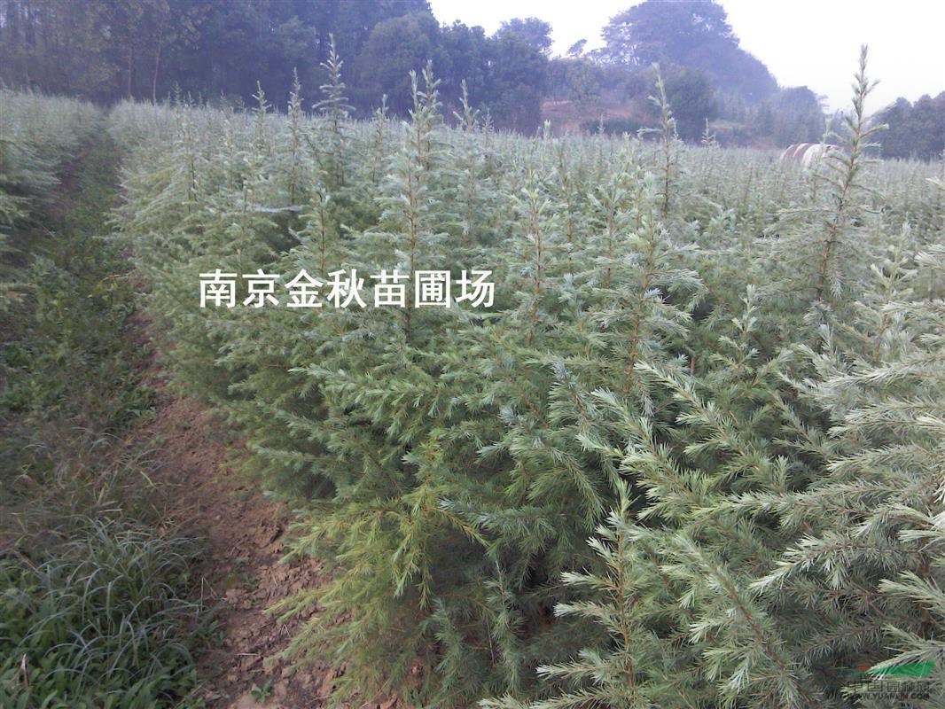 雪松高度1米多少錢