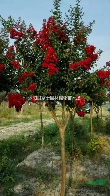美國(guó)三紅紫薇（紅葉紫薇，紅火球，紅火球）出售：高度30—80