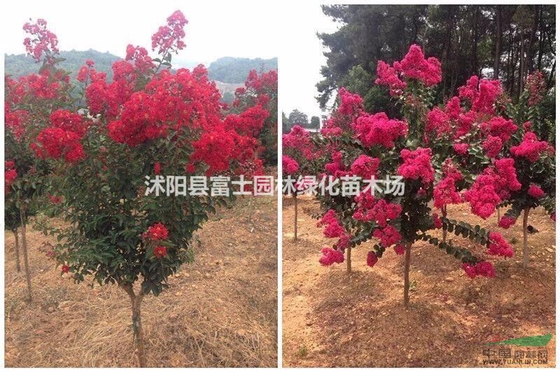 美國(guó)三紅紫薇（紅葉紫薇，紅火球，紅火球）出售：高度30—80