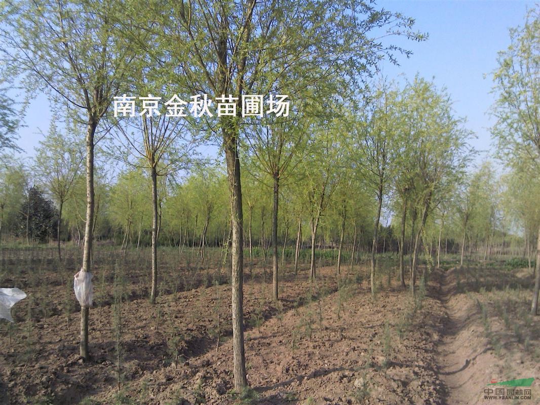 12公分.15公分垂柳價(jià)格