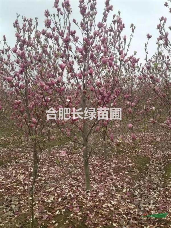 安徽合肥哪里紅花玉蘭物美價(jià)廉，肥西紫玉蘭苗木直銷基地