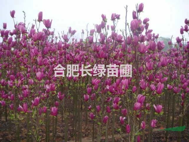 安徽合肥哪里紅花玉蘭物美價(jià)廉，肥西紫玉蘭苗木直銷基地