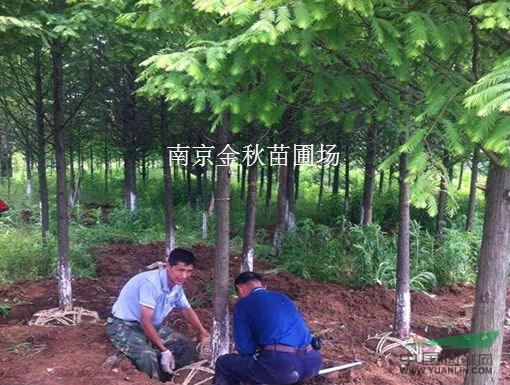 一棵10—12公分水杉需要多少錢
