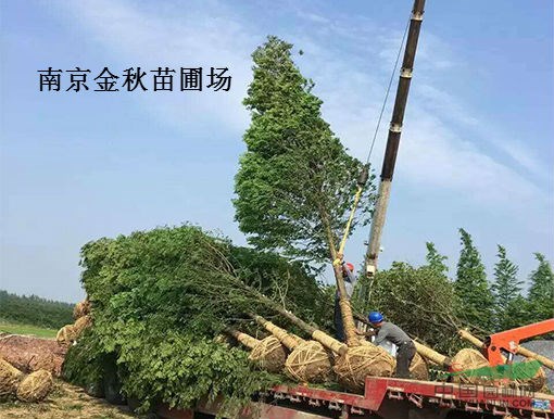 一棵10—12公分水杉需要多少錢