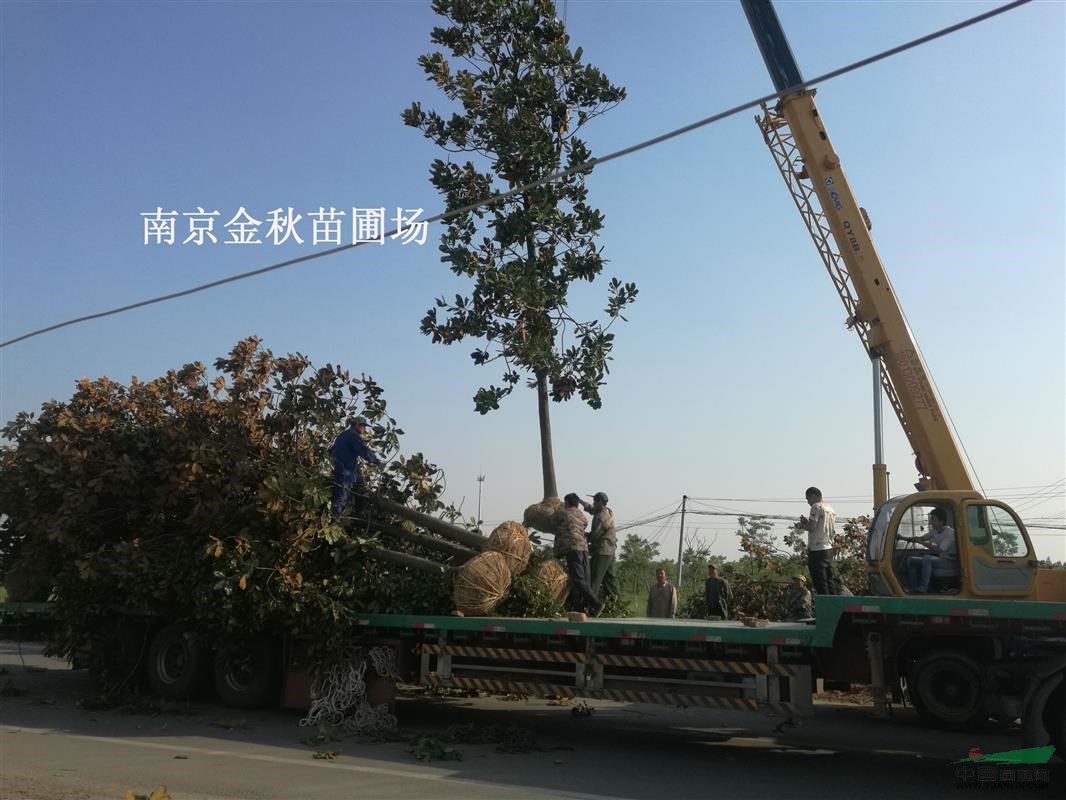 13/16公分廣玉蘭需要多少錢