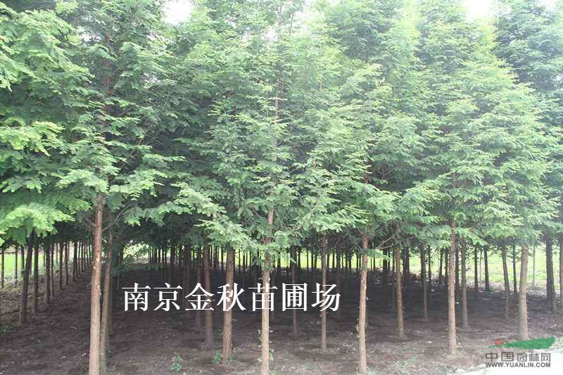 水杉基地 南京水杉