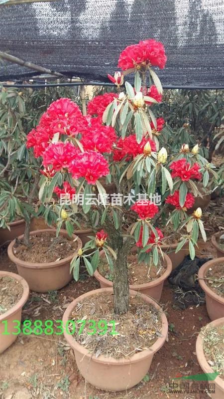 云南大樹杜鵑批發(fā)