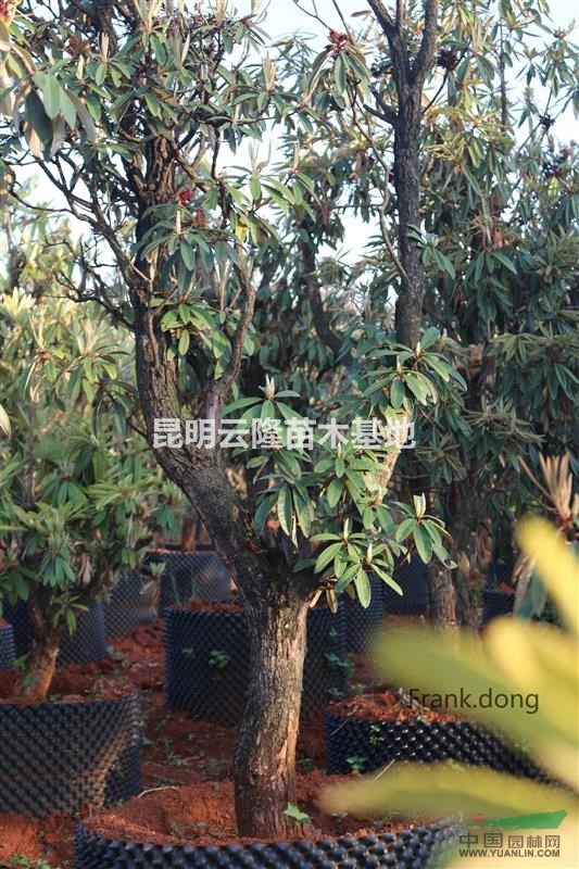 云南大樹杜鵑批發(fā)