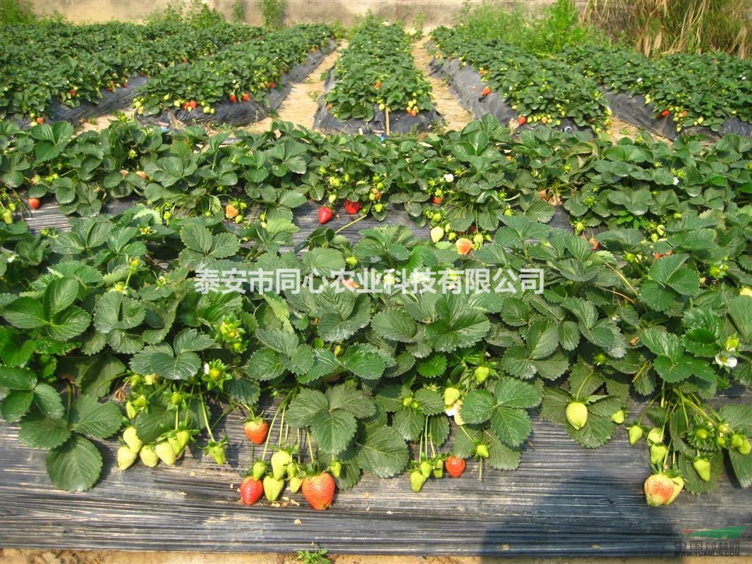 草莓苗價(jià)格 山東供應(yīng)草莓苗基地
