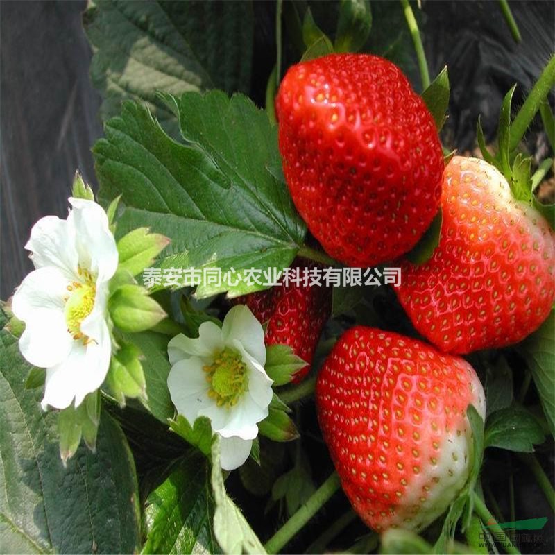 供應(yīng)甜寶草莓苗  批發(fā)草莓苗價格