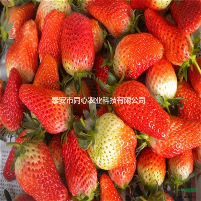 供應(yīng)甜寶草莓苗  批發(fā)草莓苗價格