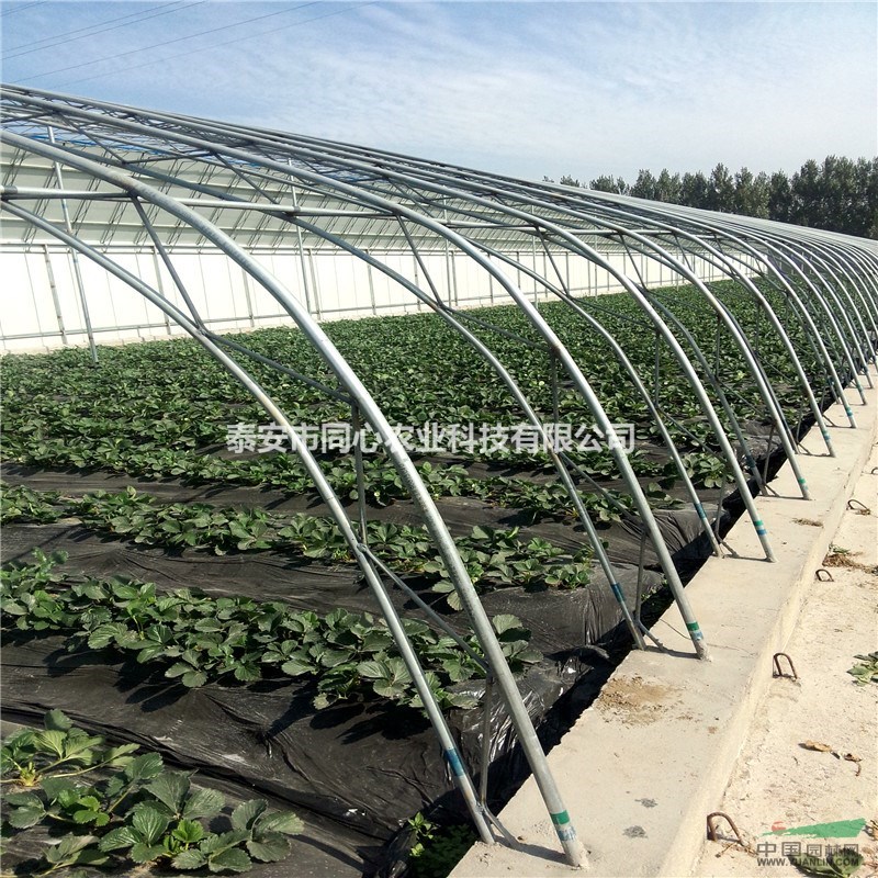 全明星草莓苗 香蕉草莓苗價格