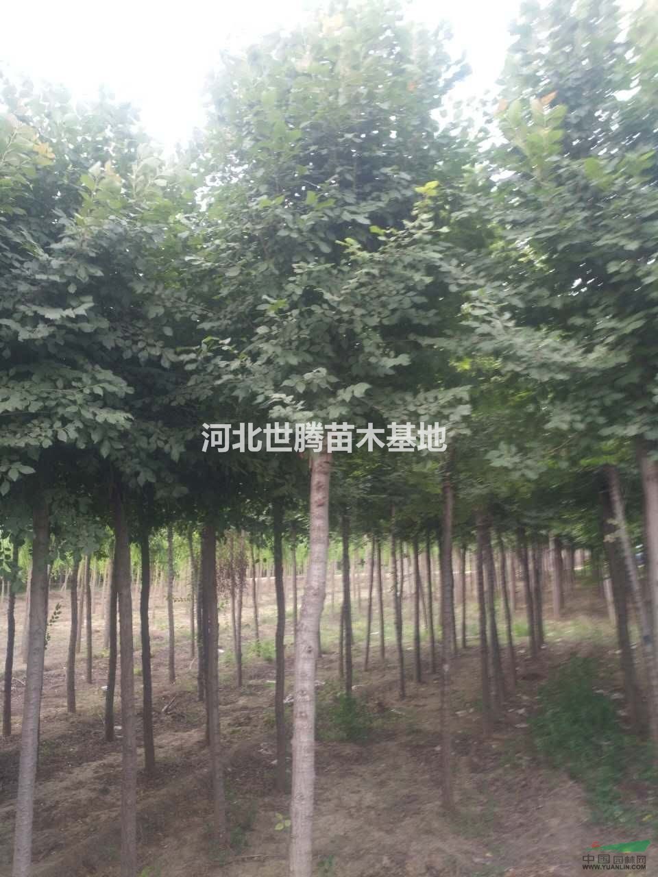 優(yōu)質(zhì)園林專用綠化樹(shù)苗圓冠榆基地  批發(fā)價(jià)格