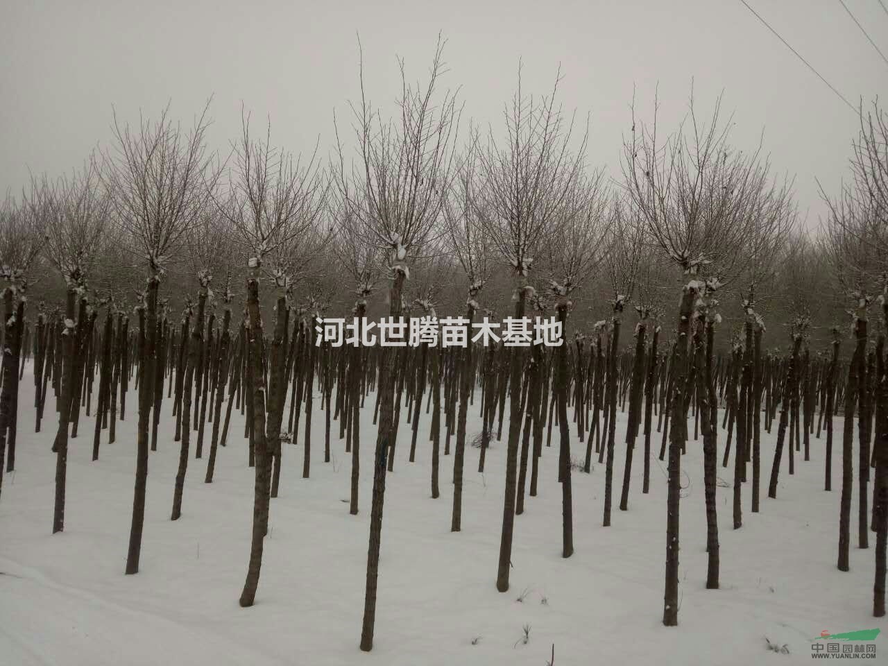 優(yōu)質(zhì)園林專用綠化樹(shù)苗圓冠榆基地  批發(fā)價(jià)格