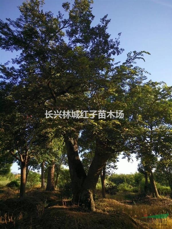 浙江提供低分枝沙朴怪树