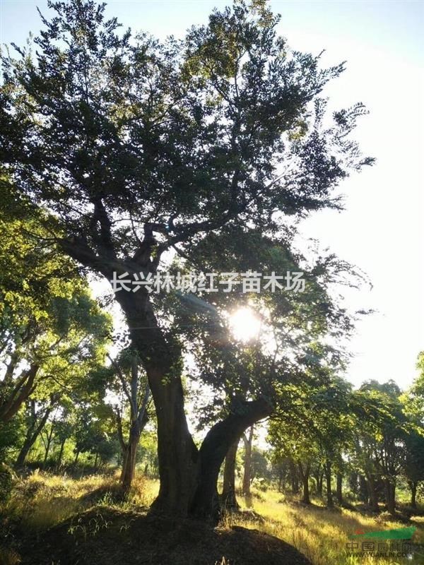 浙江提供低分枝沙朴怪树