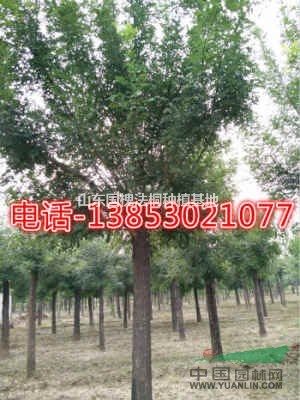 巨野15公分國槐基地單縣20公分國槐基地