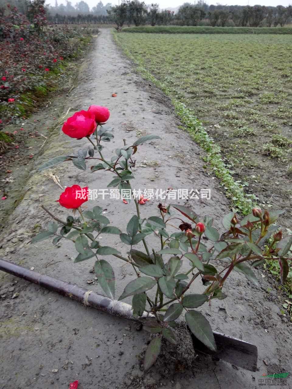 月季種植基地.買月季到四川成都千蜀月季種植基地.大花月季價格