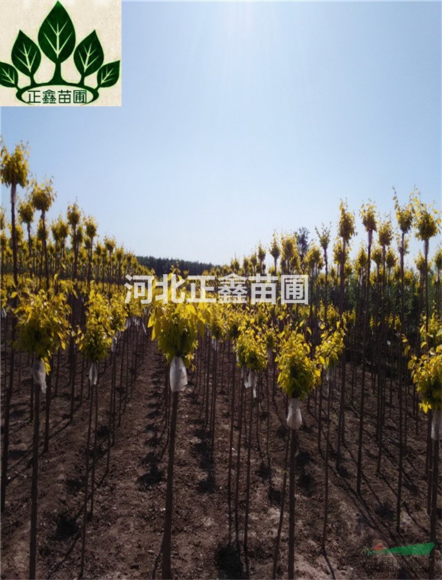  9cm金葉榆價格 基地供應(yīng)