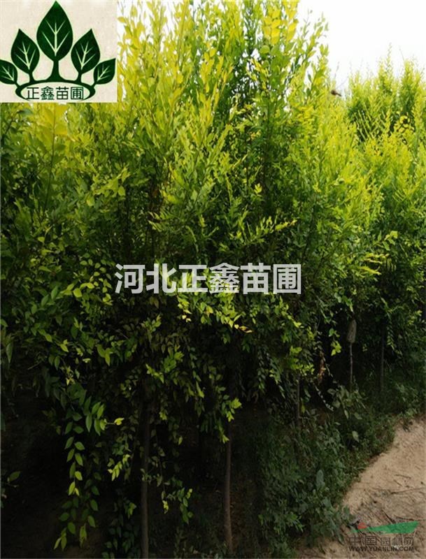  9cm金葉榆價格 基地供應(yīng)