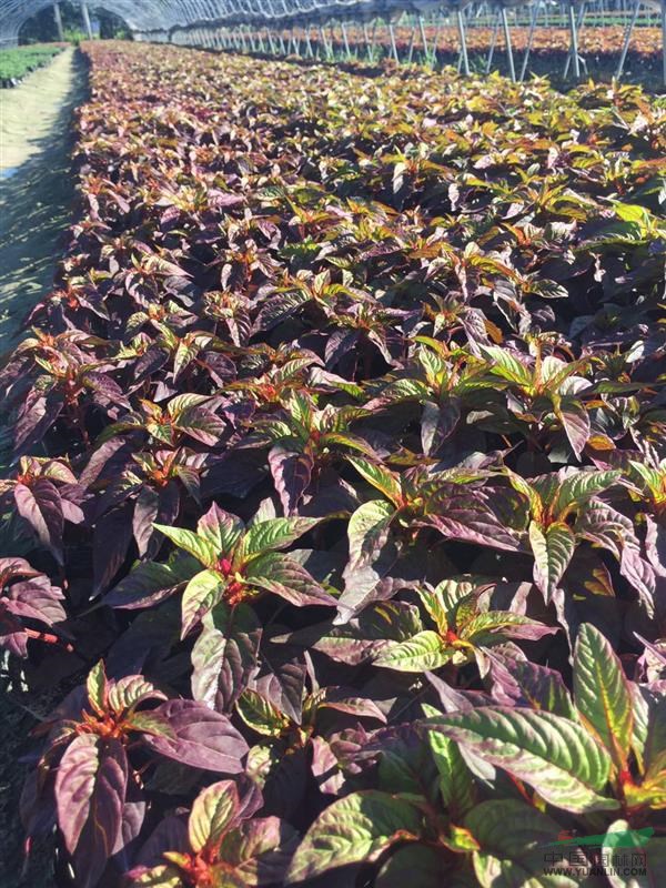 雞冠花  自有基地各種時令草花出售