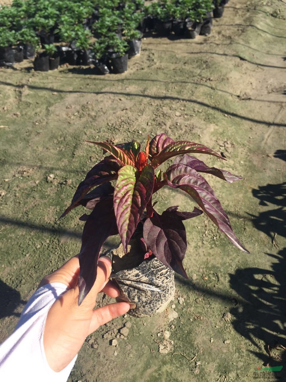 雞冠花  自有基地各種時令草花出售
