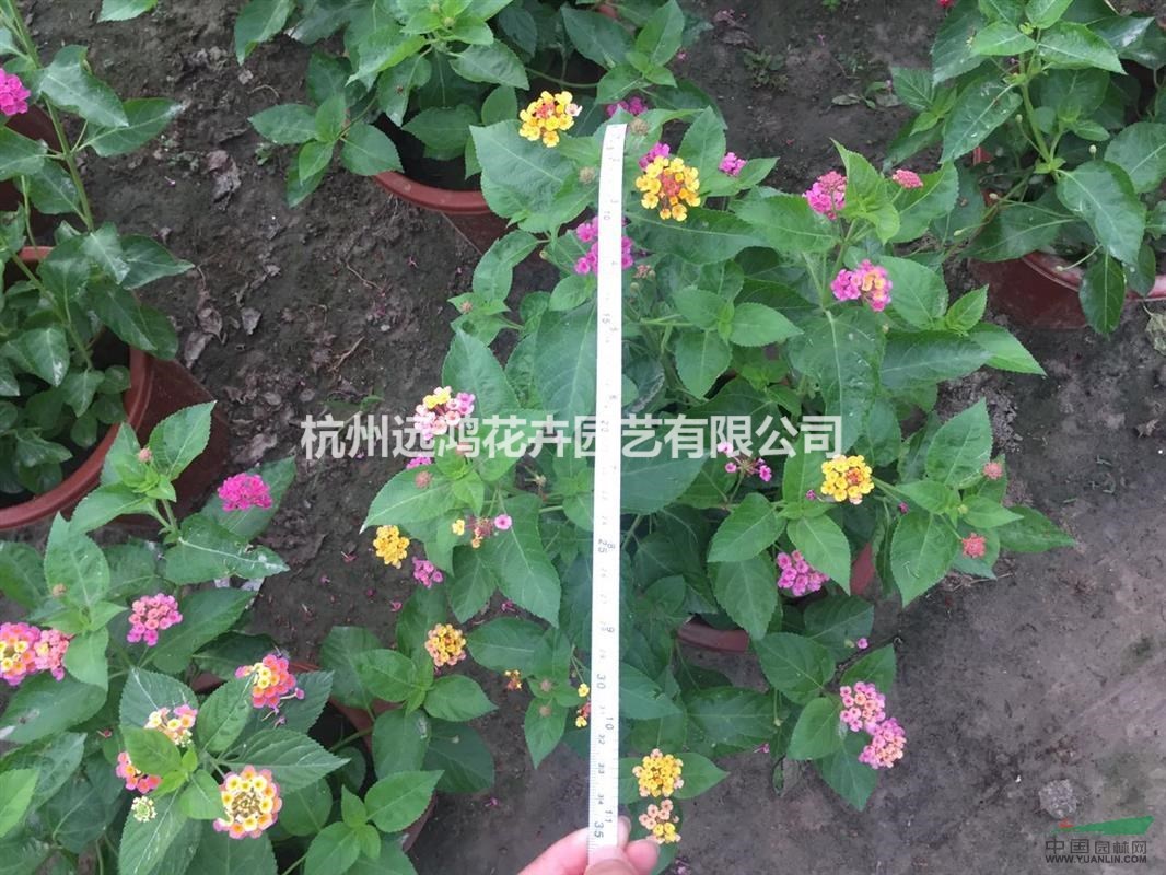 五色梅 盆裝 自有基地各種時(shí)令草花出售