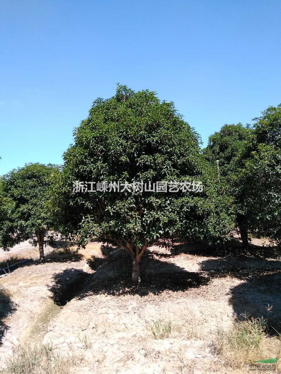 供應(yīng)金桂球P350-P500