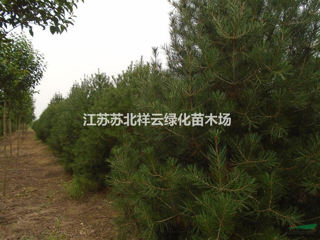 江苏白皮松基地，大小规格白皮松供应