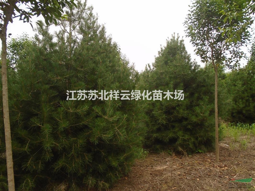 江苏白皮松基地，大小规格白皮松供应